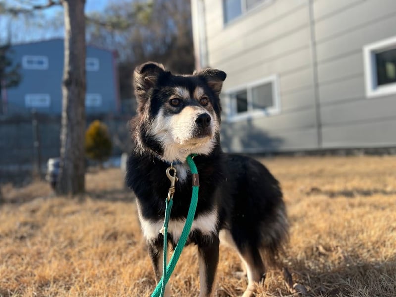 wunderschöner lieber Rüde möchte gerne ein Körbchen haben