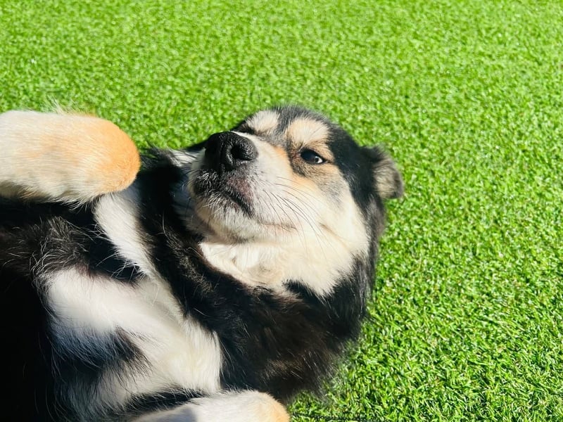 wunderschöner lieber Rüde möchte gerne ein Körbchen haben