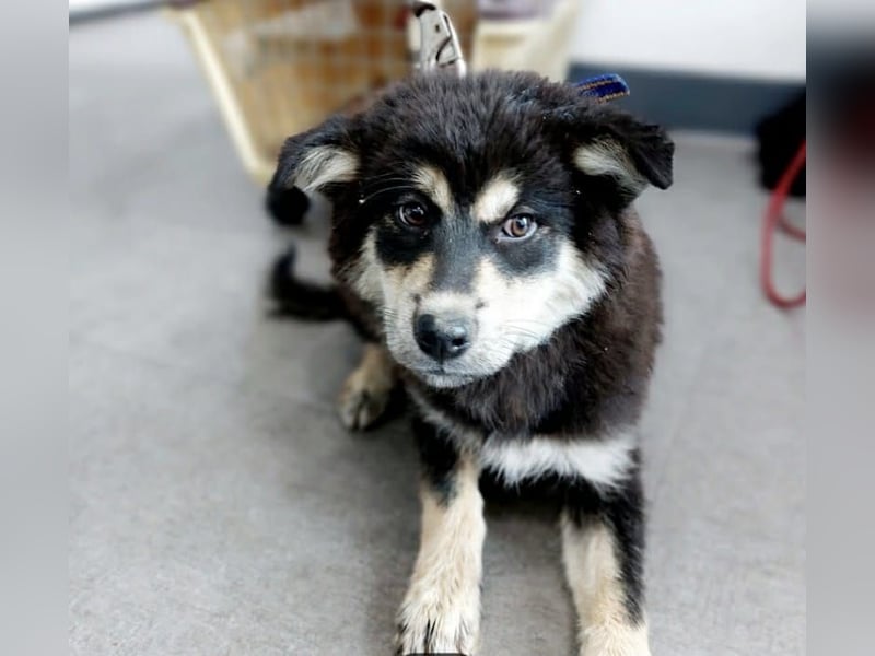 wunderschöner lieber Rüde möchte gerne ein Körbchen haben