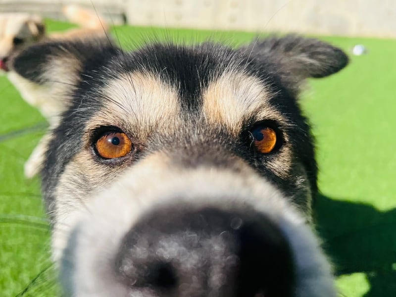 wunderschöner lieber Rüde möchte gerne ein Körbchen haben
