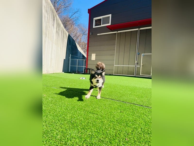 wunderschöner lieber Rüde möchte gerne ein Körbchen haben