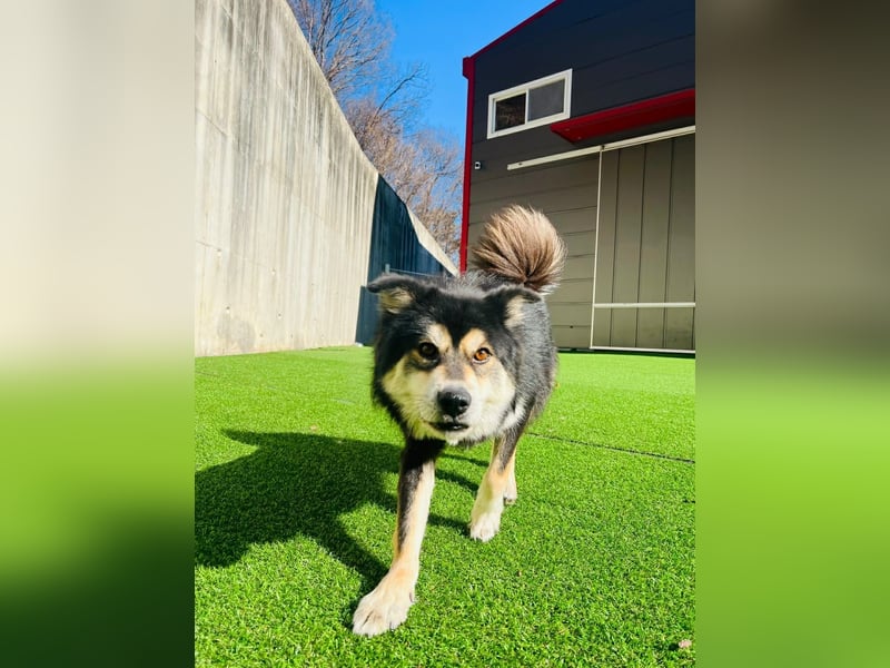wunderschöner lieber Rüde möchte gerne ein Körbchen haben
