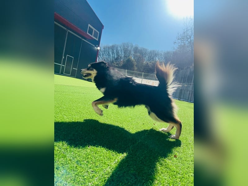 wunderschöner lieber Rüde möchte gerne ein Körbchen haben