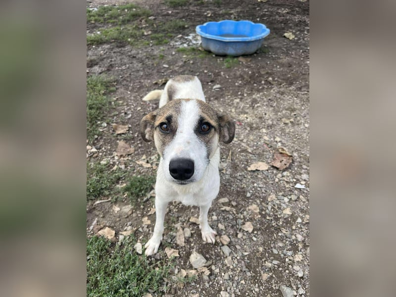 Ronja - Liebevolle Hundemama sucht kuschliges Zuhause ❤️