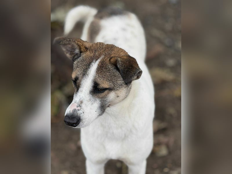 Ronja - Liebevolle Hundemama sucht kuschliges Zuhause ❤️