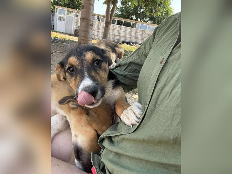 Lissy - Auf der Suche nach ihrem Traumkörbchen ❤️ Lissy - Auf der Suche nach ihrem Traumkörbchen ❤️