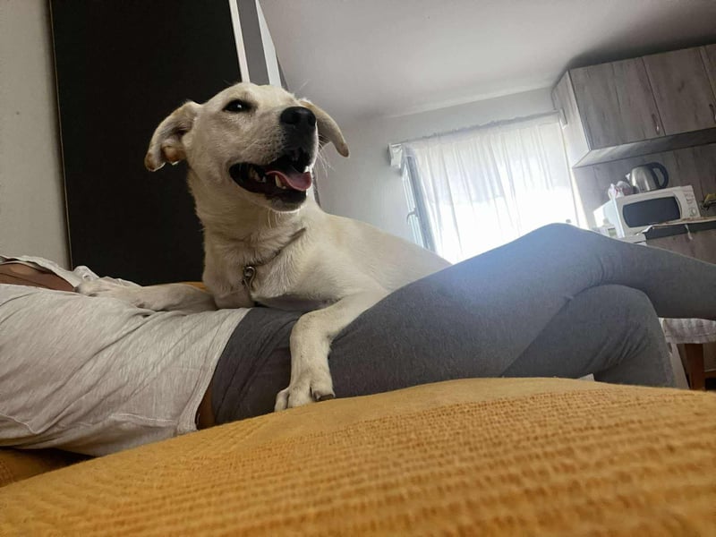 Duke - Knuddelbär mit Herz ❤️