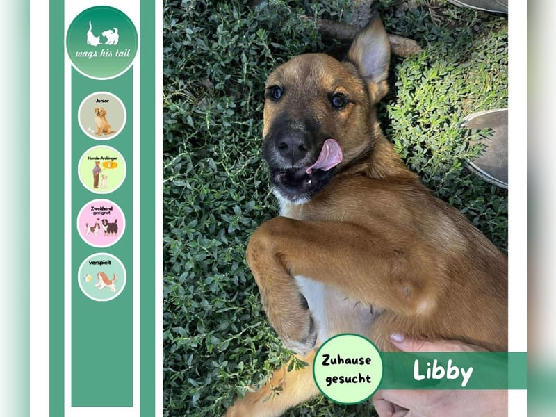 Libby - Kleiner Wirbelwind sucht eigene Familie ❤️ Libby - Kleiner Wirbelwind sucht eigene Familie ❤️