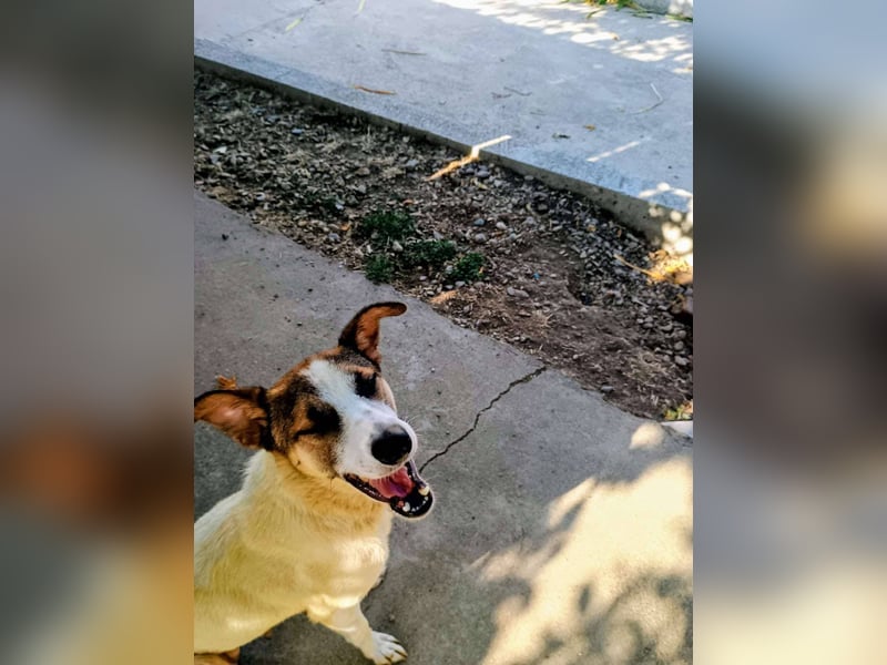 Ronja - Liebevolle Hundemama sucht kuschliges Zuhause ❤️