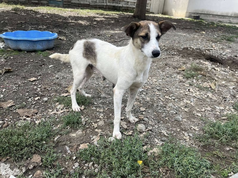 Ronja - Liebevolle Hundemama sucht kuschliges Zuhause ❤️