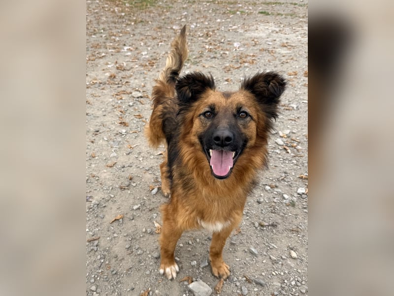 Ora – eine Kämpferin mit drei Beinen und einem riesengroßen Herzen ❤️