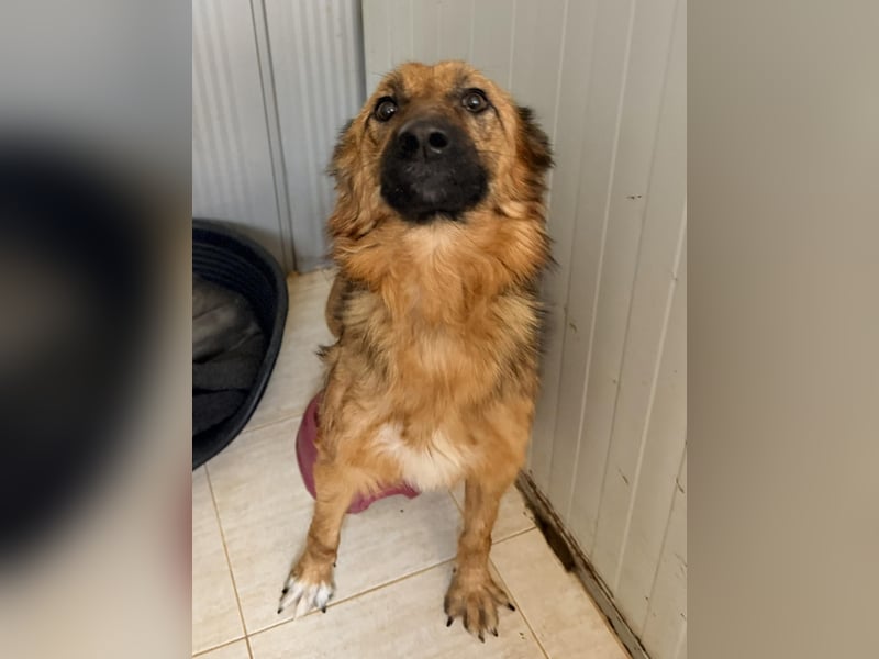 Ora – eine Kämpferin mit drei Beinen und einem riesengroßen Herzen ❤️