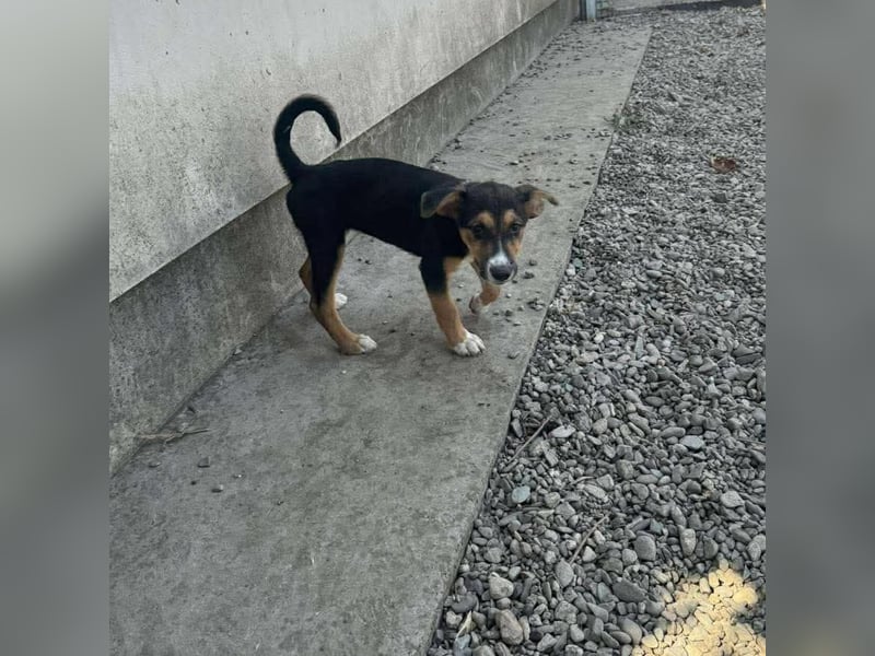 Lissy - Auf der Suche nach ihrem Traumkörbchen ❤️ Lissy - Auf der Suche nach ihrem Traumkörbchen ❤️