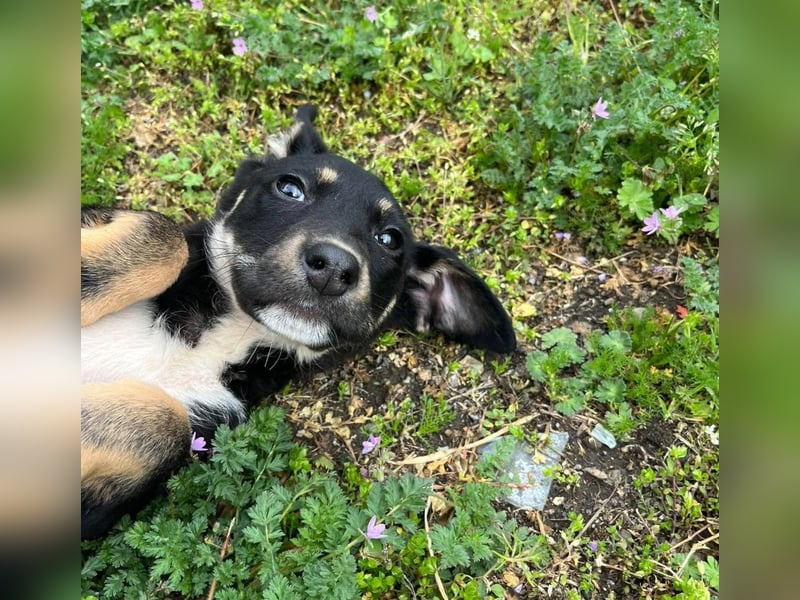 Faida - Freude auf vier Pfoten ❤️ Faida - Freude auf vier Pfoten ❤️
