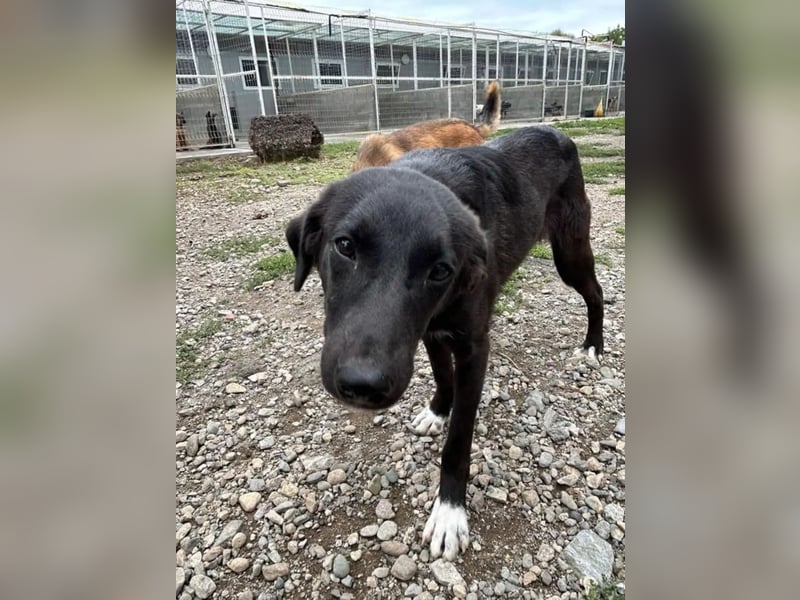Hannah - Glück im Fellkleid ❤️