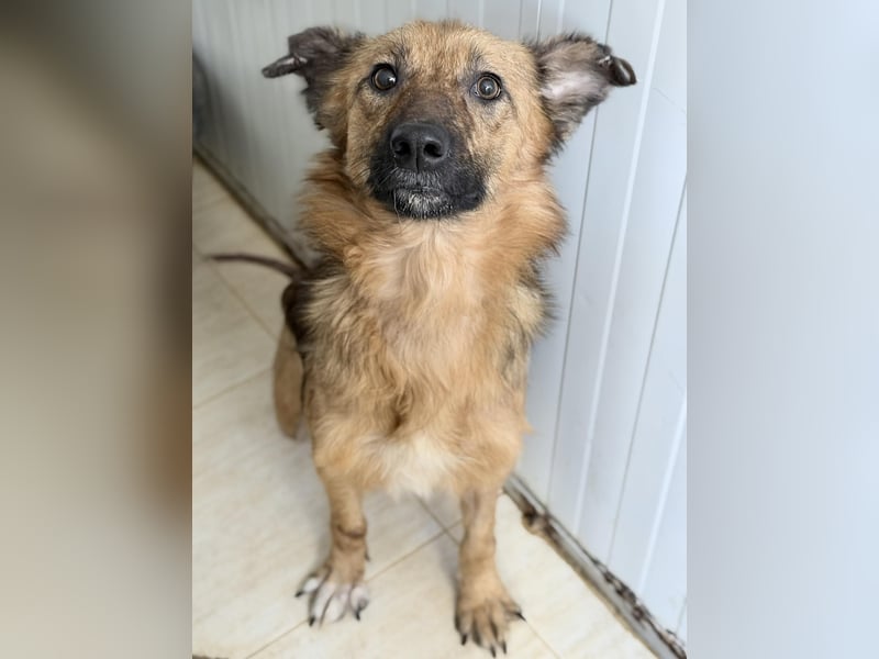 Ora – eine Kämpferin mit drei Beinen und einem riesengroßen Herzen ❤️