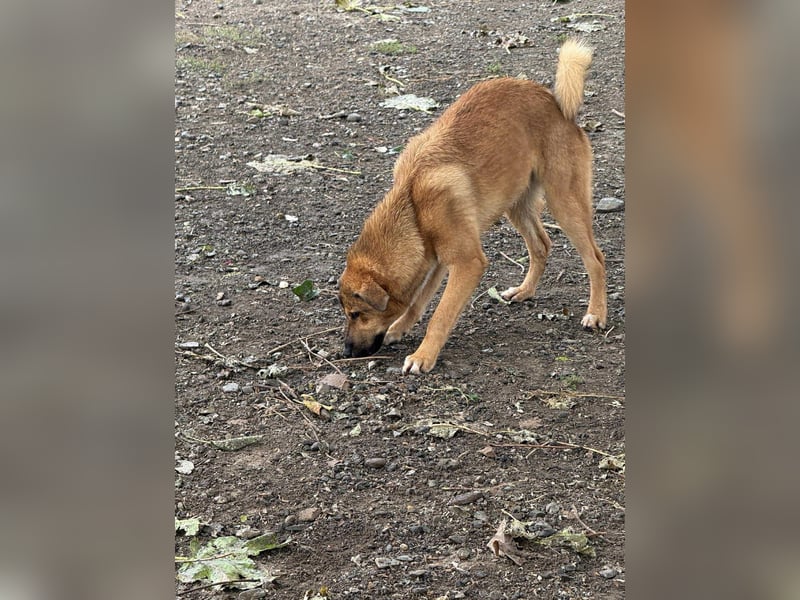 Libby - Kleiner Wirbelwind sucht eigene Familie ❤️ Libby - Kleiner Wirbelwind sucht eigene Familie ❤️