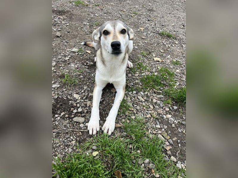 Zaya – eine sanfte Seele sucht ihr Glück ❤️