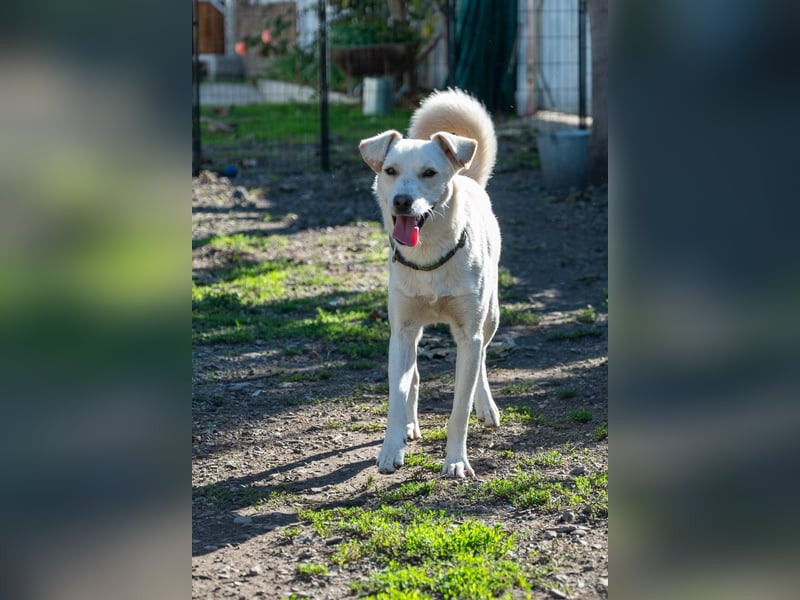 Duke - Knuddelbär mit Herz ❤️