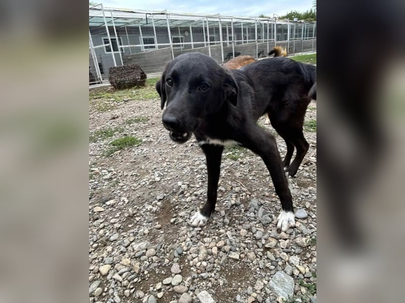 Hannah - Glück im Fellkleid ❤️