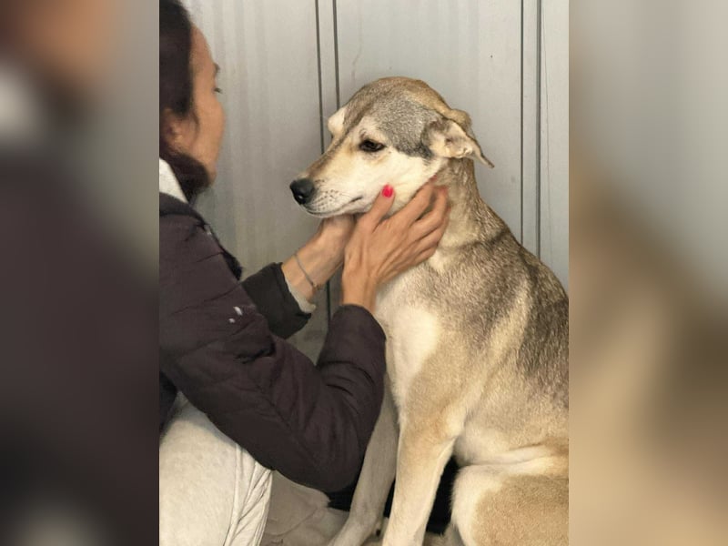 Zaya – eine sanfte Seele sucht ihr Glück ❤️