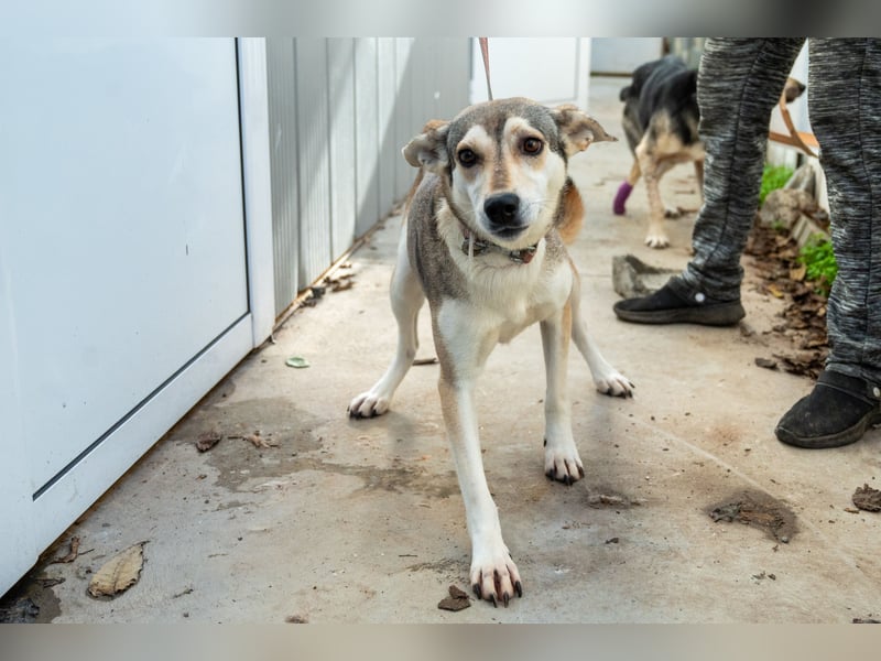 Zaya – eine sanfte Seele sucht ihr Glück ❤️