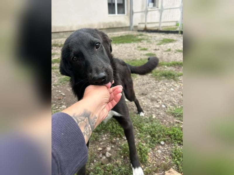 Hannah - Glück im Fellkleid ❤️