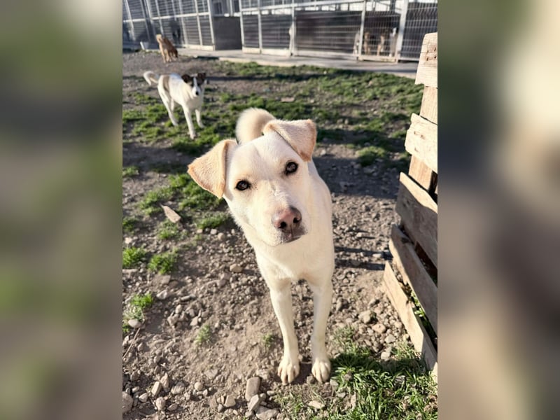 Duke - Knuddelbär mit Herz ❤️