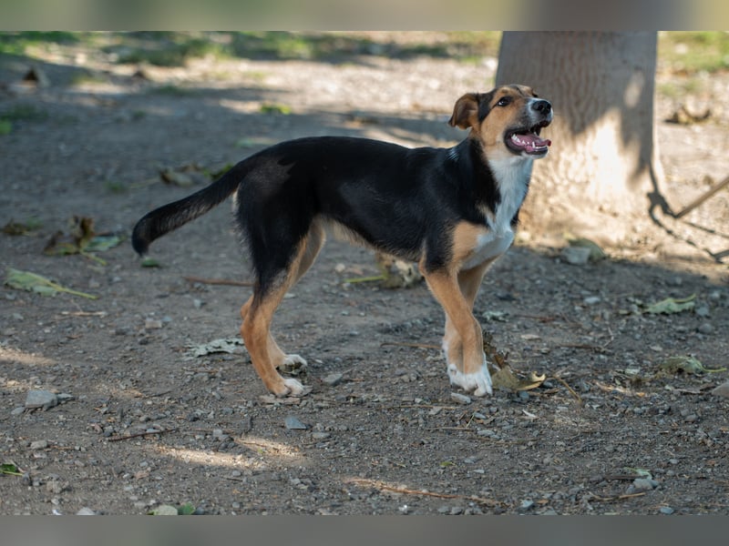 Lissy - Auf der Suche nach ihrem Traumkörbchen ❤️