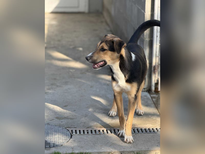 Lissy - Auf der Suche nach ihrem Traumkörbchen ❤️ Lissy - Auf der Suche nach ihrem Traumkörbchen ❤️