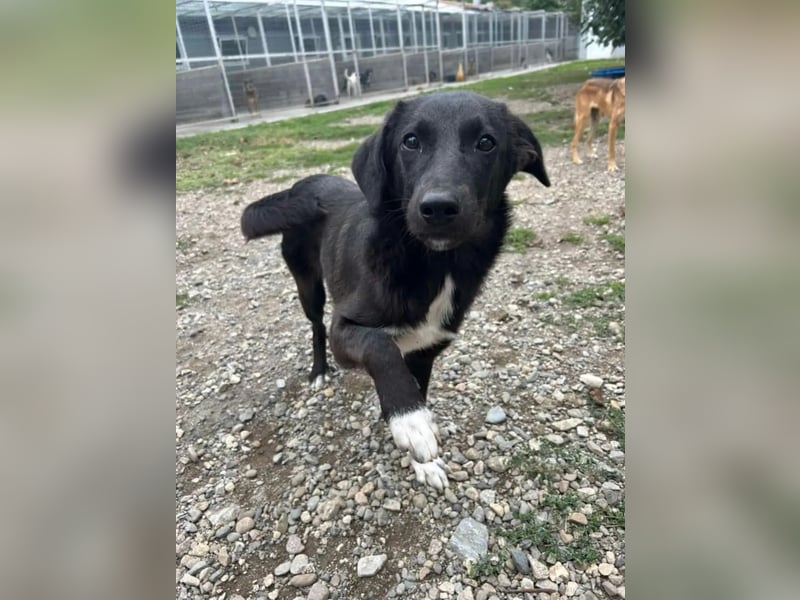 Hannah - Glück im Fellkleid ❤️