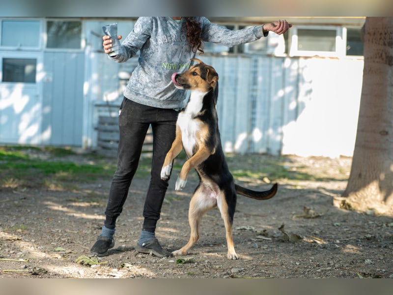 Lissy - Auf der Suche nach ihrem Traumkörbchen ❤️