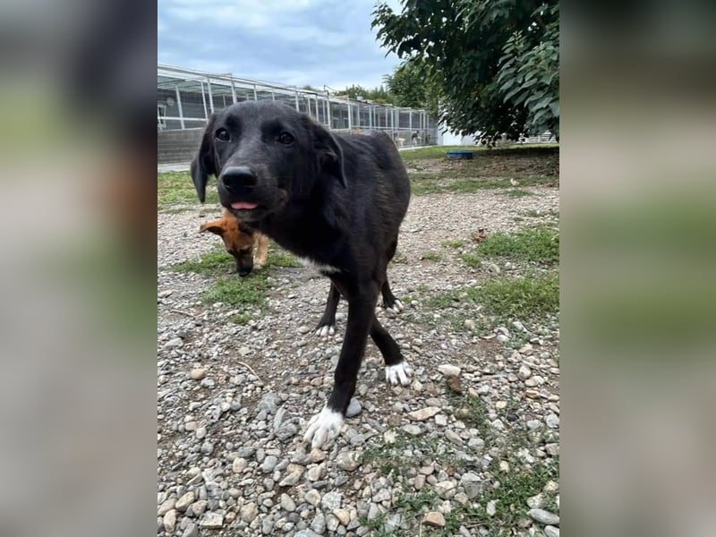 Hannah - Glück im Fellkleid ❤️