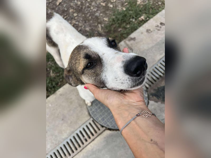 Ronja - Liebevolle Hundemama sucht kuschliges Zuhause ❤️