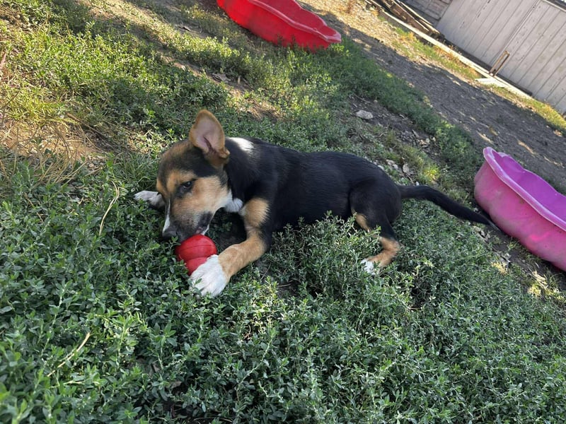 Lissy - Auf der Suche nach ihrem Traumkörbchen ❤️ Lissy - Auf der Suche nach ihrem Traumkörbchen ❤️