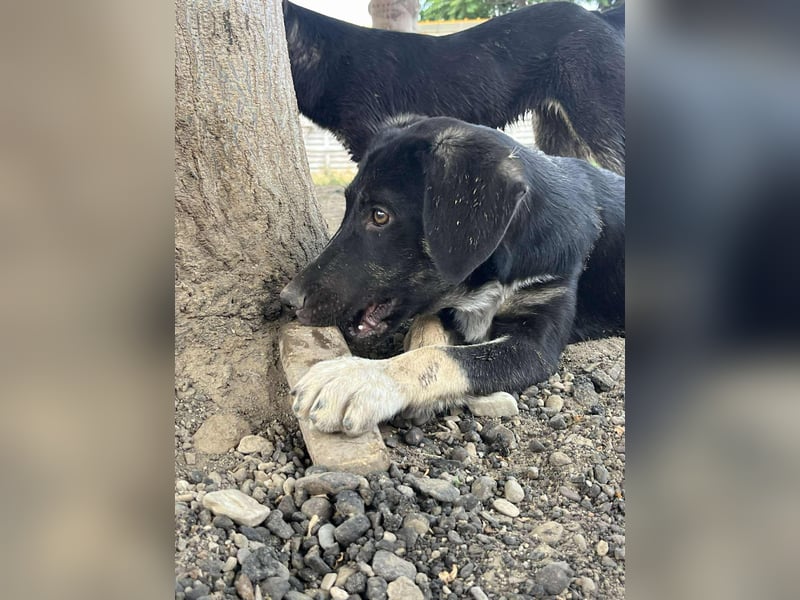 Freddy - Liebenswerter Junghund sucht sein Glück❤️