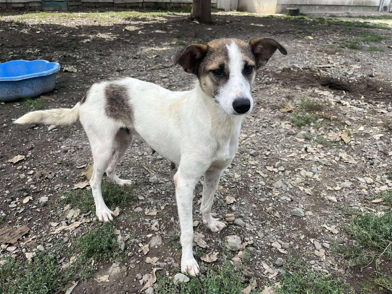 Ronja - Liebevolle Hundemama sucht kuschliges Zuhause ❤️