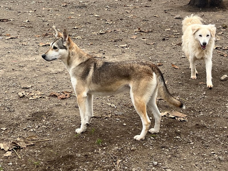 Zaya – eine sanfte Seele sucht ihr Glück ❤️