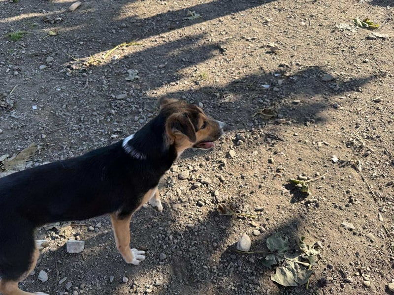 Lissy - Auf der Suche nach ihrem Traumkörbchen ❤️ Lissy - Auf der Suche nach ihrem Traumkörbchen ❤️