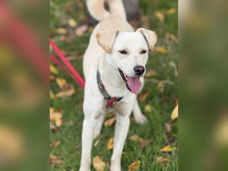 Duke - Knuddelbär mit Herz ❤️