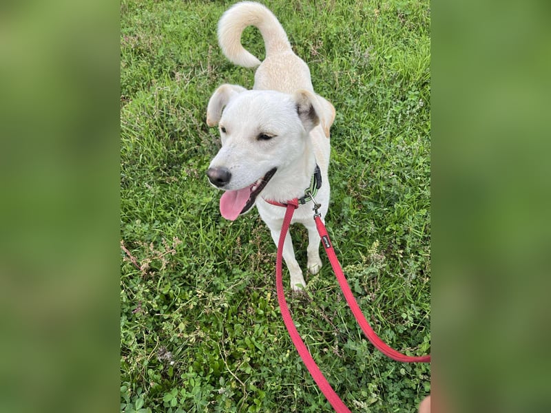 Duke - Knuddelbär mit Herz ❤️