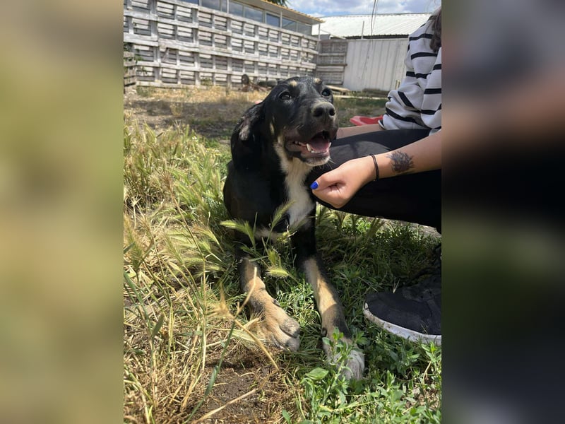 Faida - Freude auf vier Pfoten ❤️ Faida - Freude auf vier Pfoten ❤️