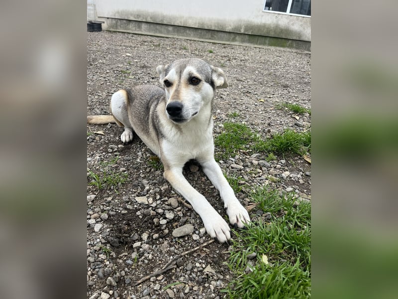 Zaya – eine sanfte Seele sucht ihr Glück ❤️