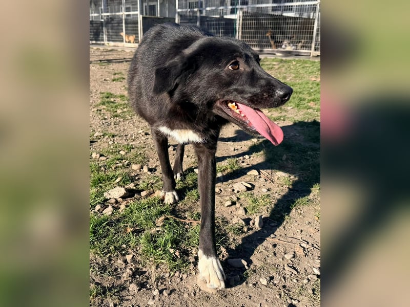 Hannah - Glück im Fellkleid ❤️