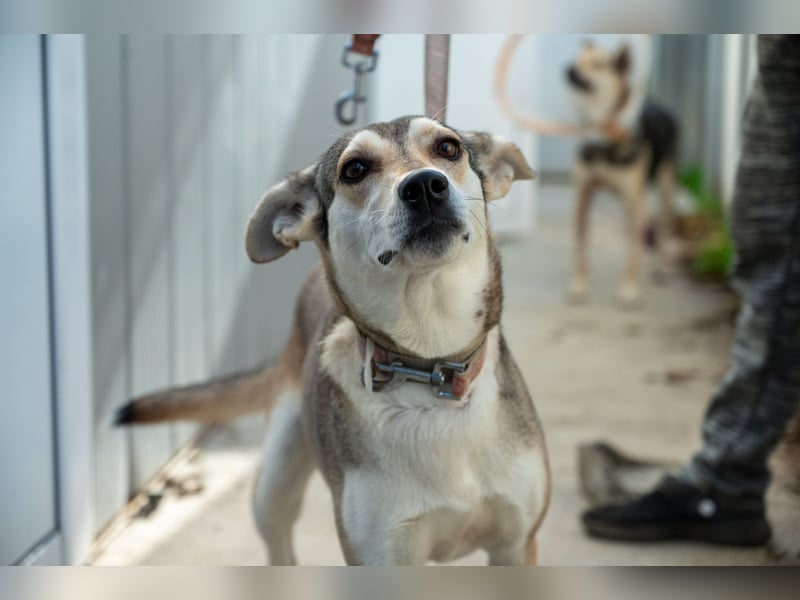 Zaya – eine sanfte Seele sucht ihr Glück ❤️