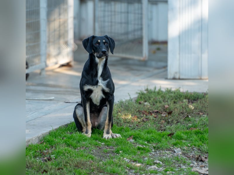 Faida - Freude auf vier Pfoten ❤️