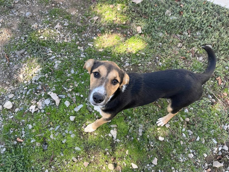 Lissy - Auf der Suche nach ihrem Traumkörbchen ❤️ Lissy - Auf der Suche nach ihrem Traumkörbchen ❤️