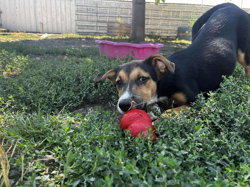 Lissy - Auf der Suche nach ihrem Traumkörbchen ❤️ Lissy - Auf der Suche nach ihrem Traumkörbchen ❤️