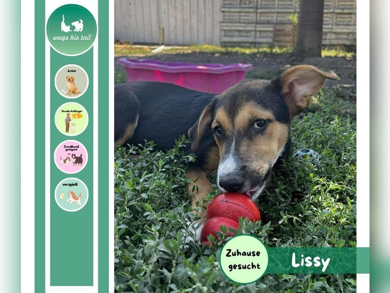 Lissy - Auf der Suche nach ihrem Traumkörbchen ❤️ Lissy - Auf der Suche nach ihrem Traumkörbchen ❤️