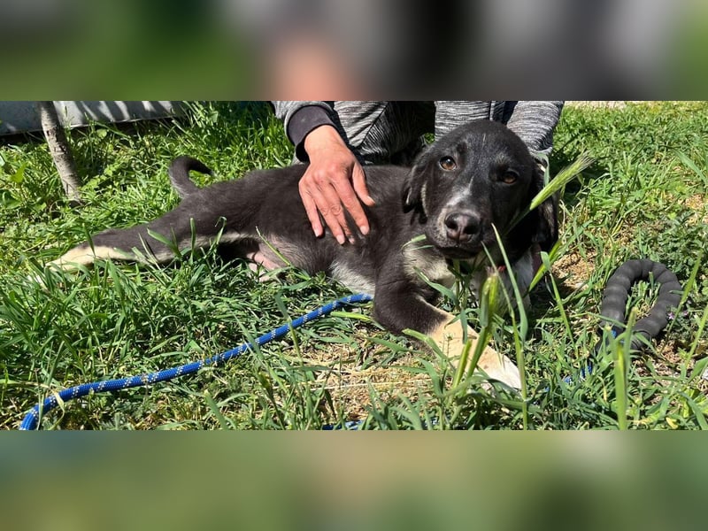 Freddy - Liebenswerter Junghund sucht sein Glück❤️